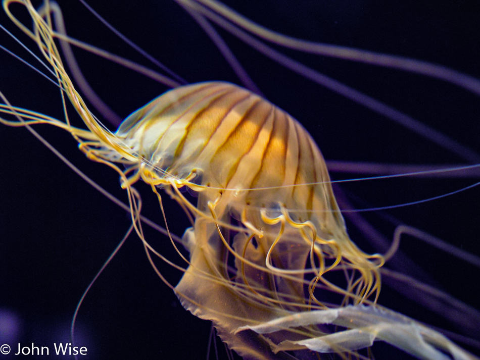 Monterey Bay Aquarium in Monterey, California