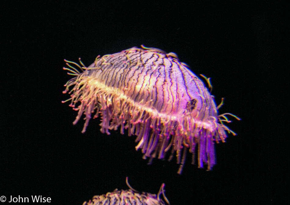 Monterey Bay Aquarium in Monterey, California