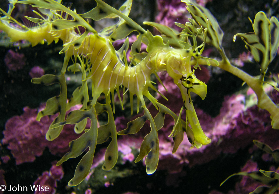 Monterey Bay Aquarium in Monterey, California