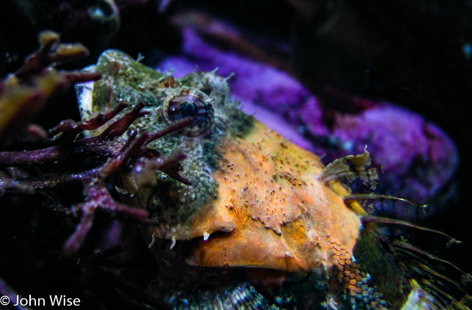 Monterey Bay Aquarium in Monterey, California