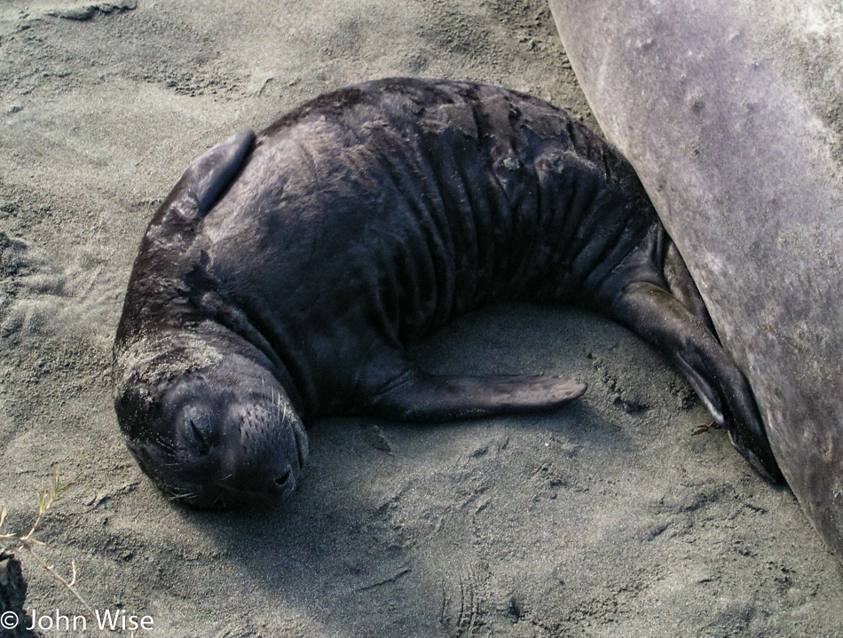 Baby Elephant Seal near San Simeon, California