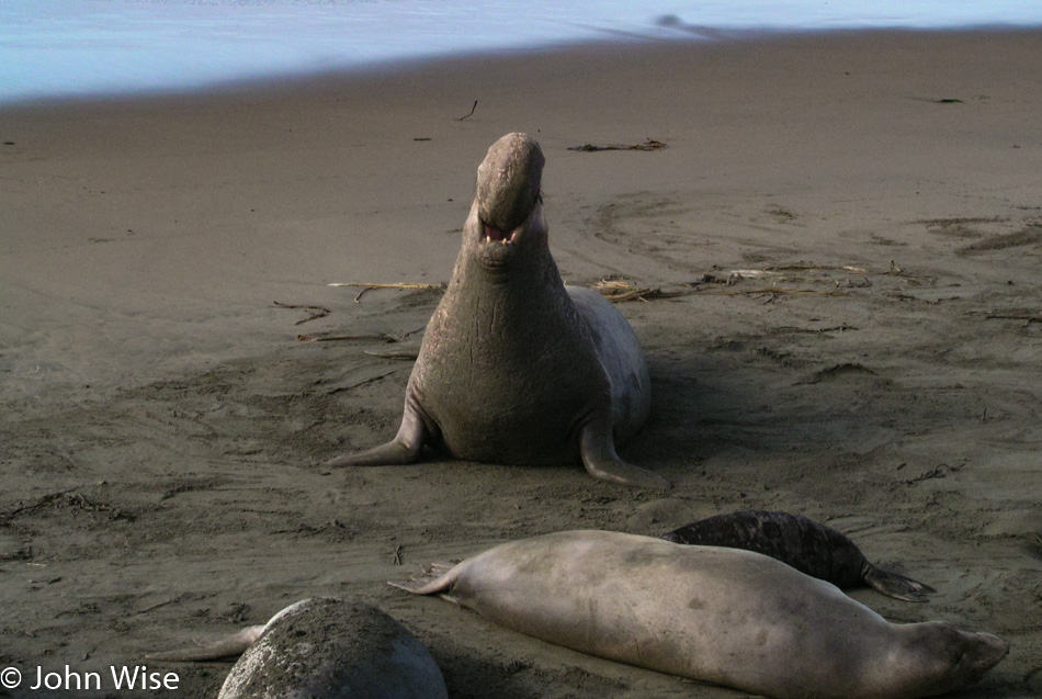 Male Elephant Seal near San Simeon, California