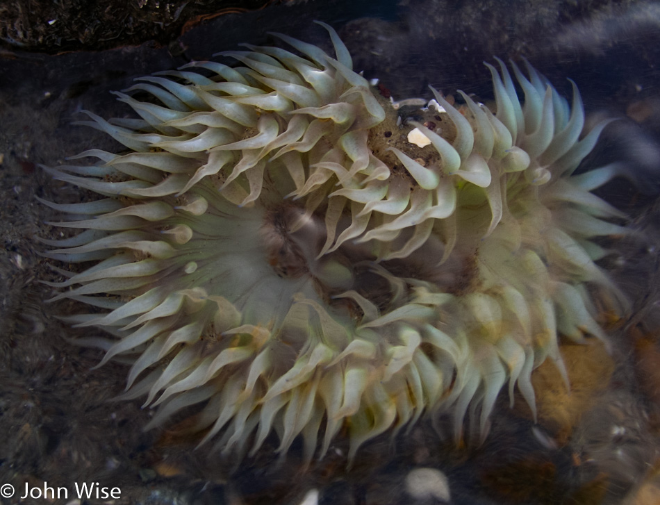 Sea Life in a tide pool next to Highway 1 in California