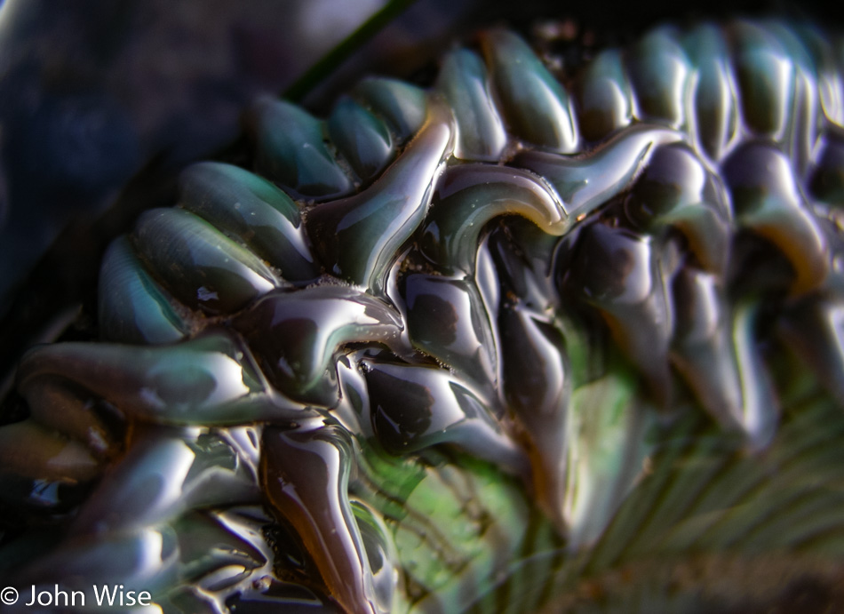 Sea Life in a tide pool next to Highway 1 in California