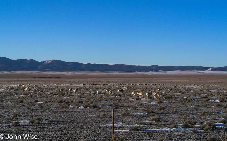 Herd of Pronghorn Antelope near Datil, New Mexico