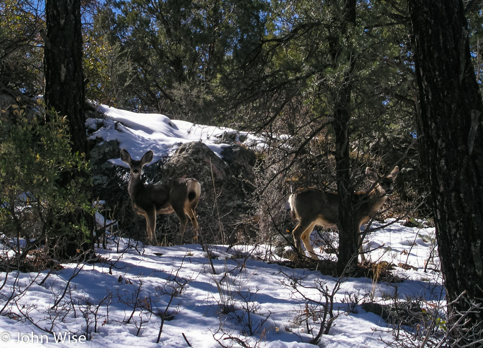 Deer next to the road near Mogollon Ghost Town in New Mexico