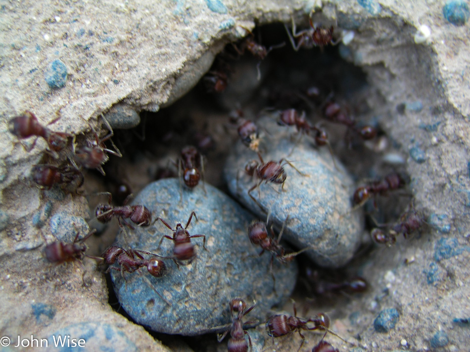 Ants at Montezuma's Castle National Monument in Camp Verde, Arizona