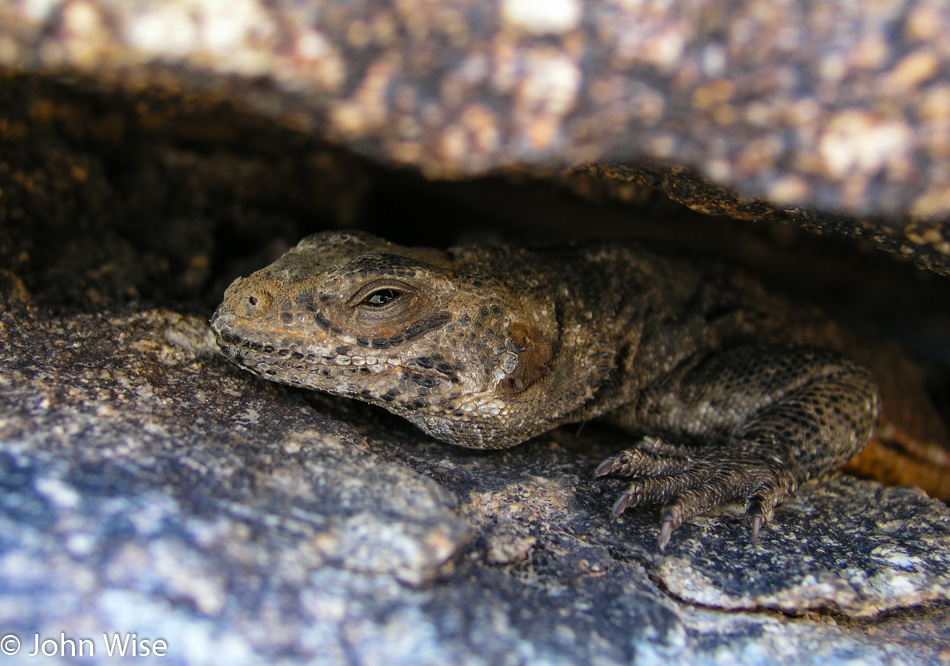 Gila Monster at the White Tanks Phoenix, Arizona