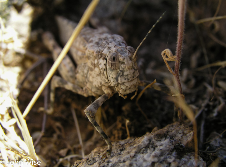 Grasshopper in the White Tanks Phoenix, Arizona