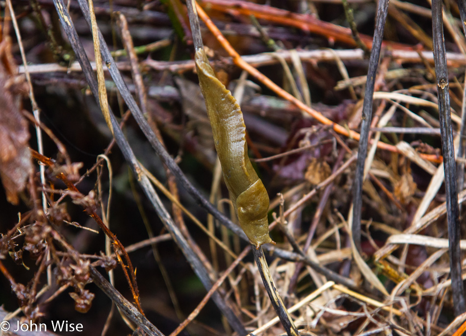 Slug at Lone Ranch on the Oregon Coast