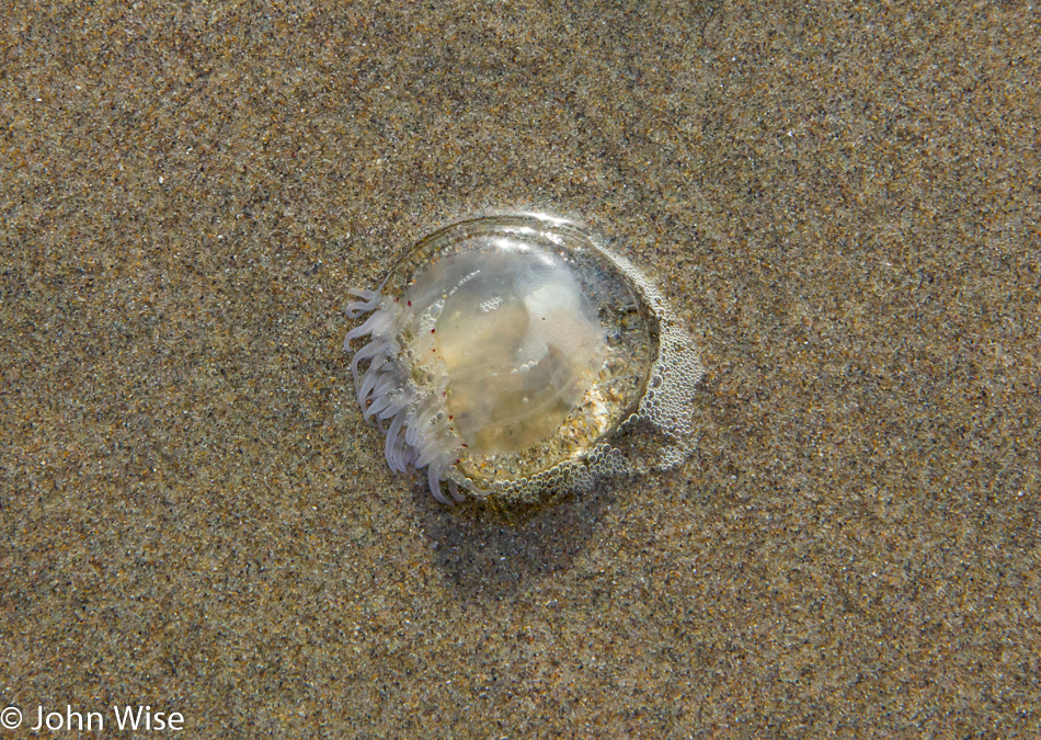 Nye Beach in Newport, Oregon