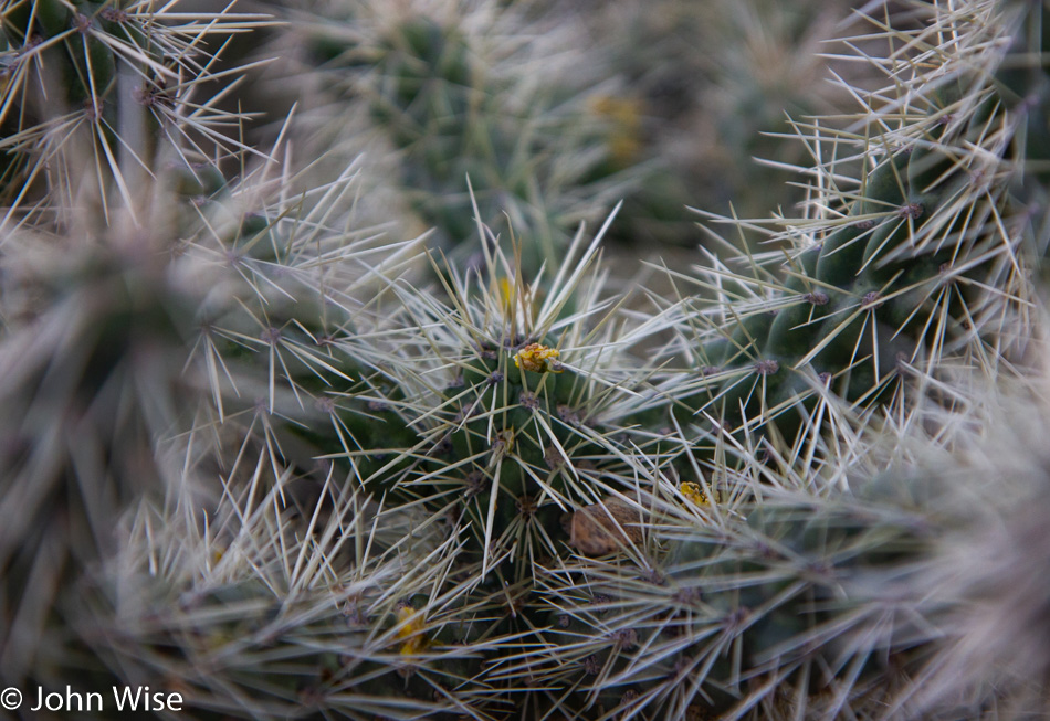 The Desert in Phoenix, Arizona