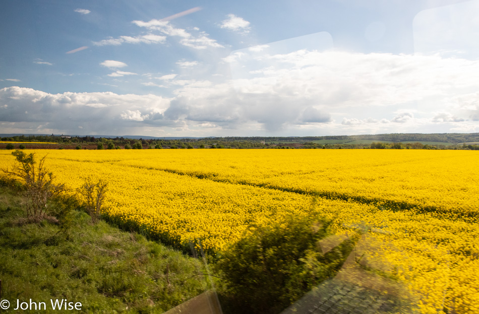 Fields of Rape in Germany