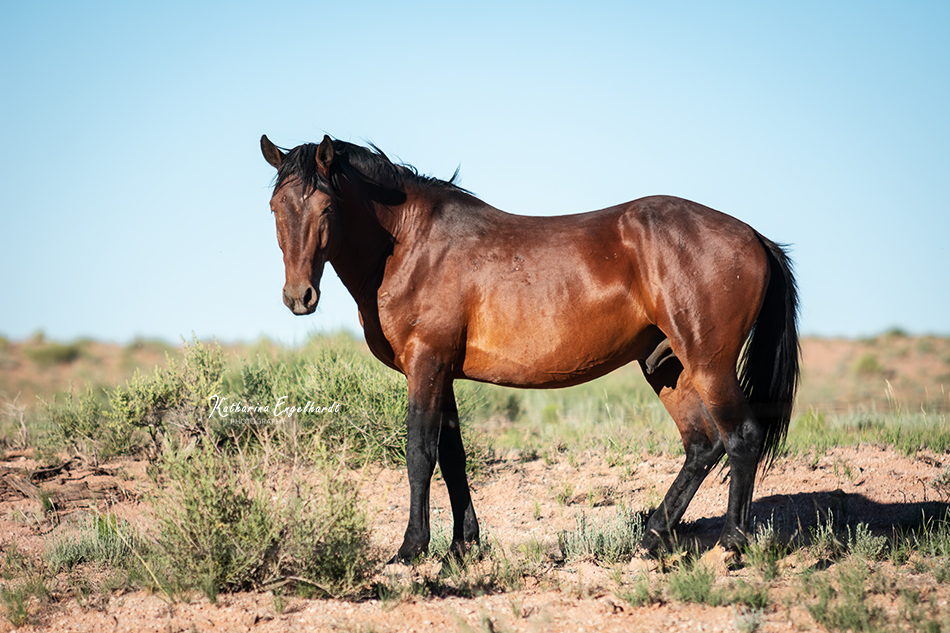 Horse on the Navajo Reservation in Northern Arizona