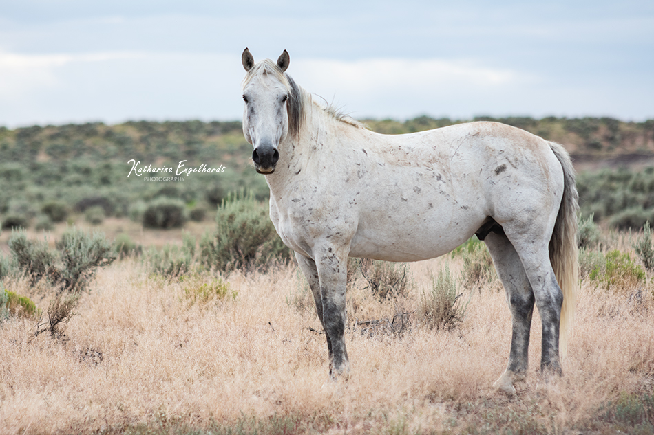 Horse in New Mexico by Katharina Engelhardt