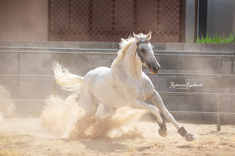 All Gods Creatures Horse Rescue in Phoenix, Arizona Photo by Katharina Engelhardt