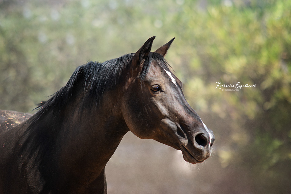 All Gods Creatures Horse Rescue in Phoenix, Arizona Photo by Katharina Engelhardt