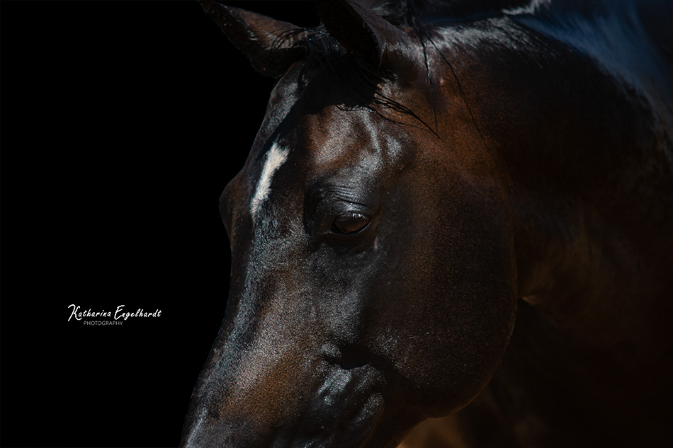 All Gods Creatures Horse Rescue in Phoenix, Arizona Photo by Katharina Engelhardt