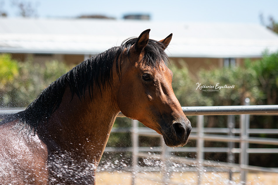 All Gods Creatures Horse Rescue in Phoenix, Arizona Photo by Katharina Engelhardt