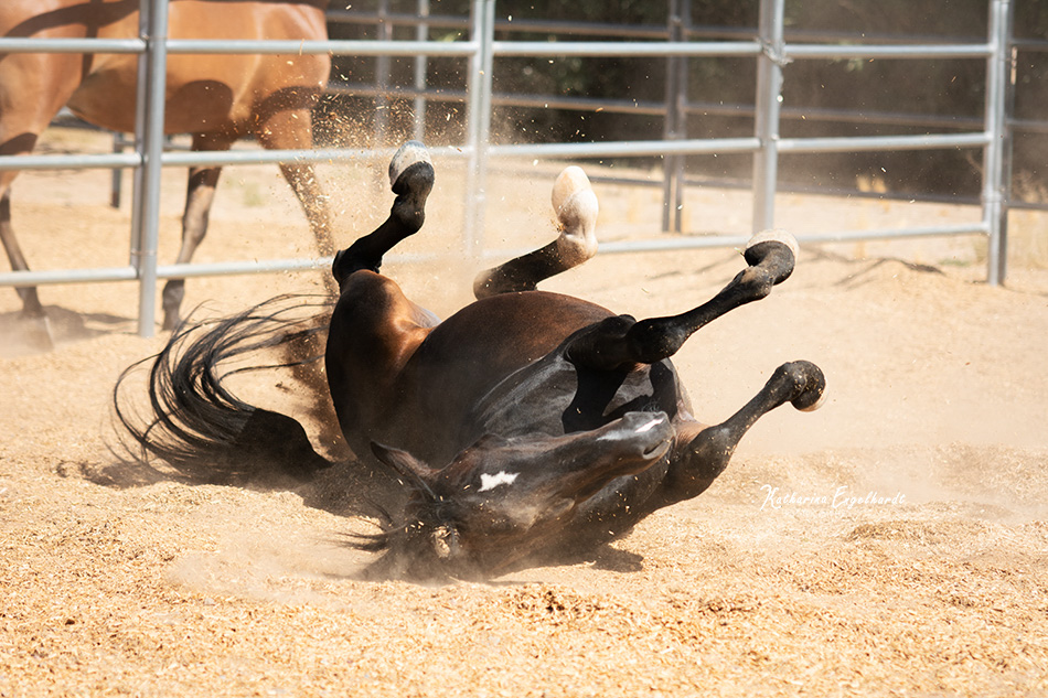 All Gods Creatures Horse Rescue in Phoenix, Arizona Photo by Katharina Engelhardt