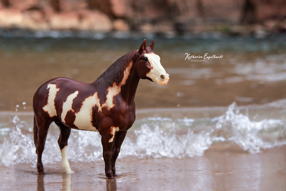 Horse on the Colorado River in the Grand Canyon National Park, Arizona