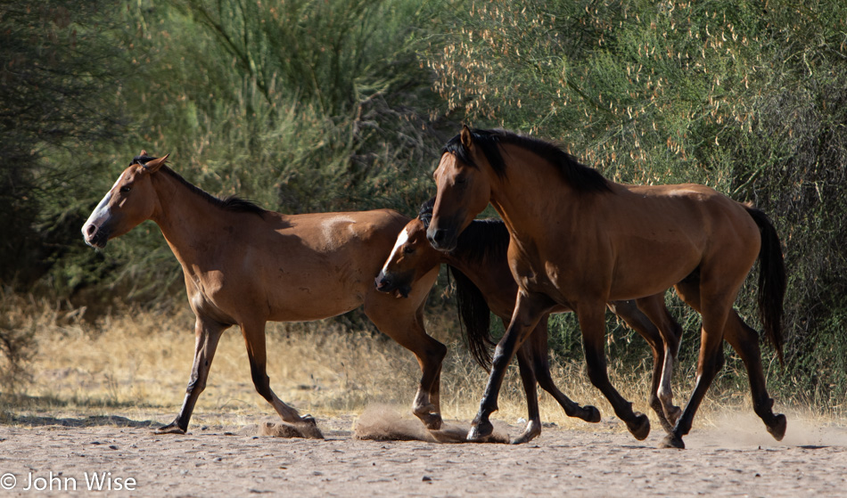 Wild Horses at Salt River in Arizona