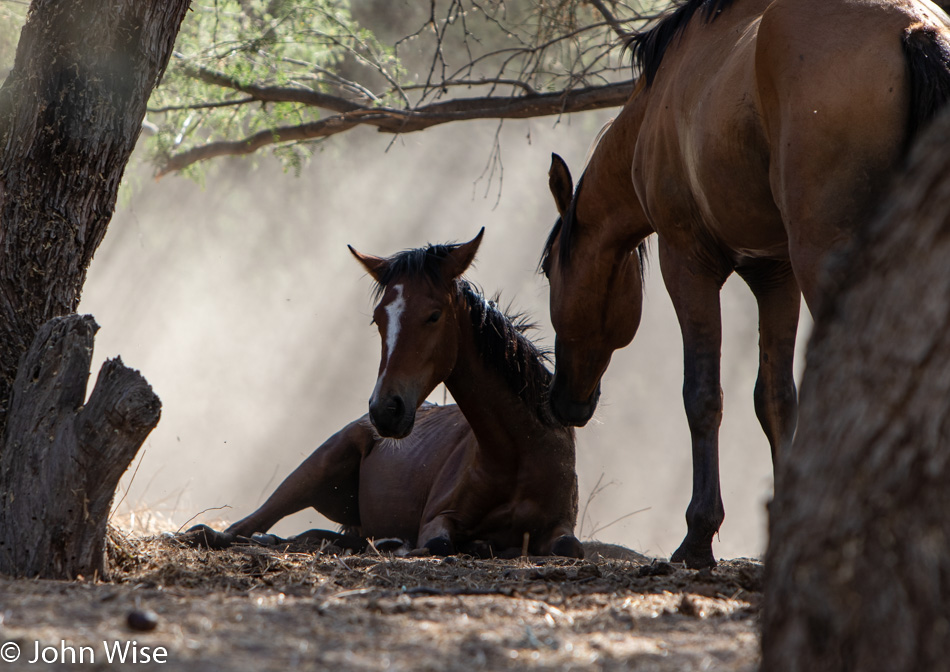 Wild Horses at Salt River in Arizona