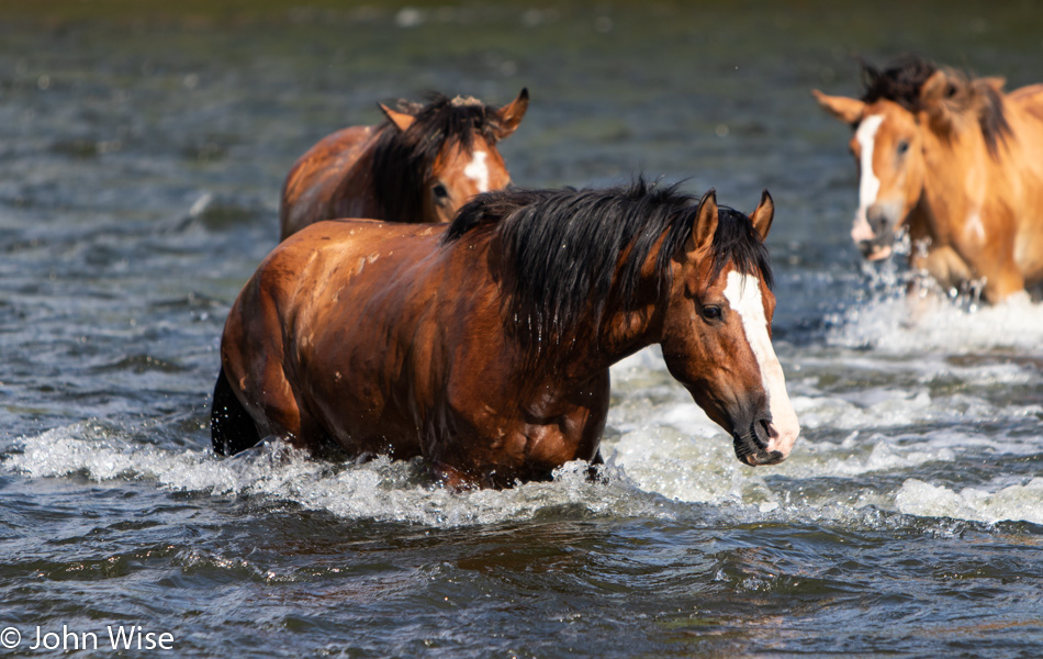 Wild Horses at Salt River in Arizona