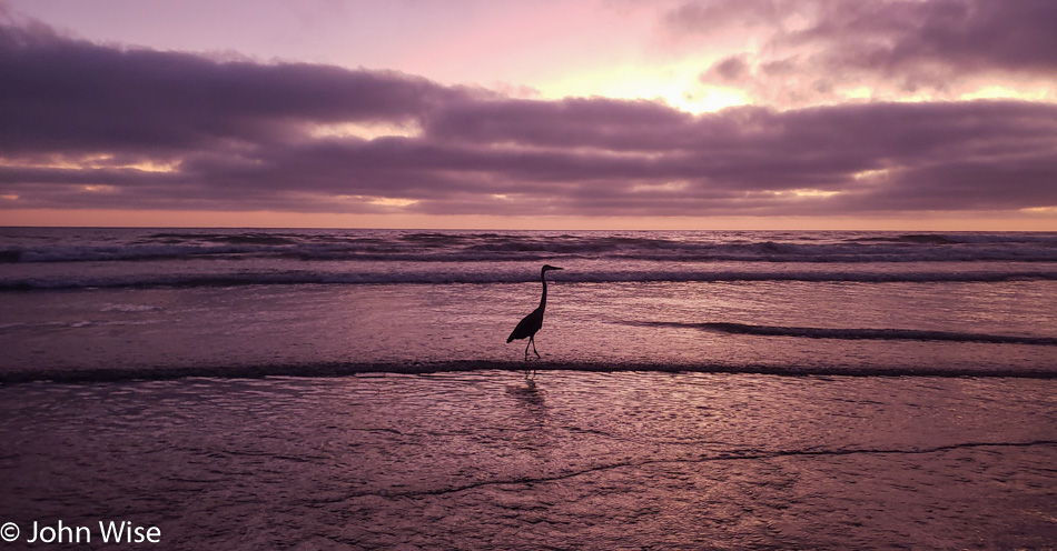Heron at Sunset on the Ocean in Solana Beach, California