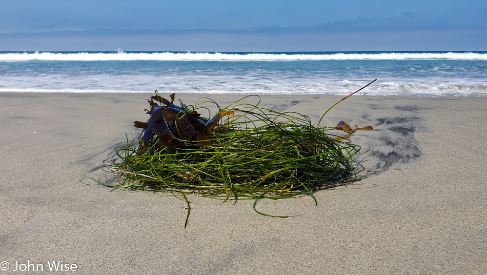 Sea Grass in San Diego, California