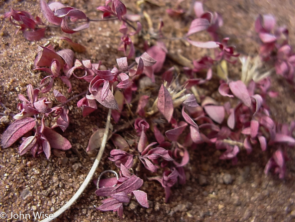 Desert flowers 1999