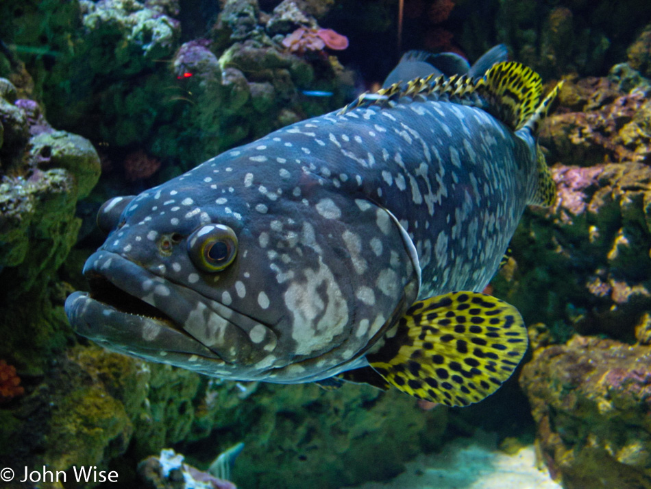 Fish at the Long Beach Aquarium in California