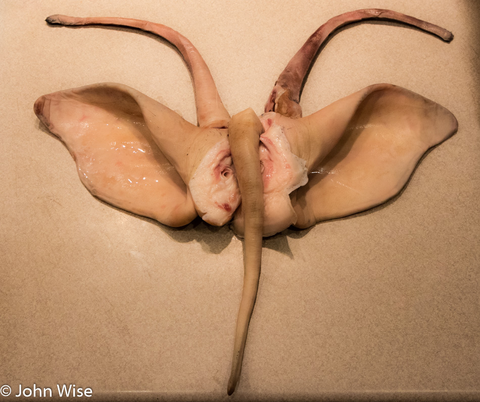 Mangalitsa pig ears and tails