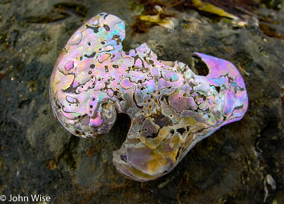 Abalone shell at Moss Beach in California