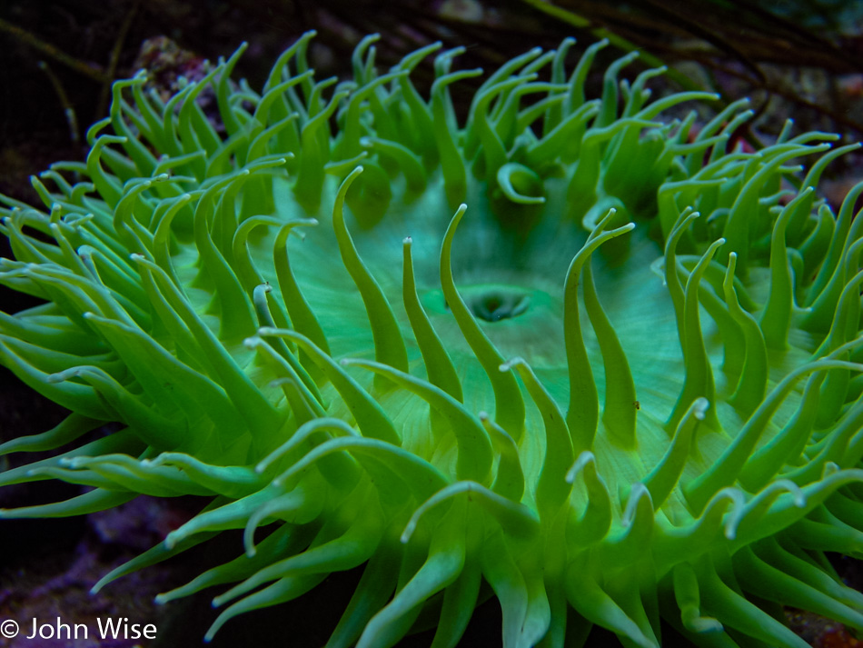 Anemone at Monterey Bay Aquarium in California