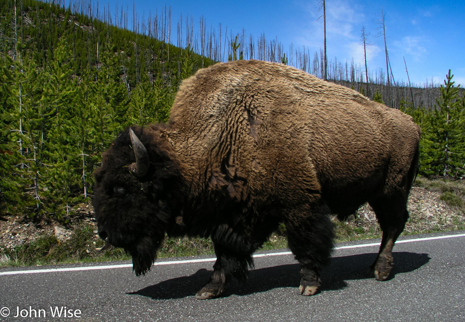 Bison in Yellowstone May 2004