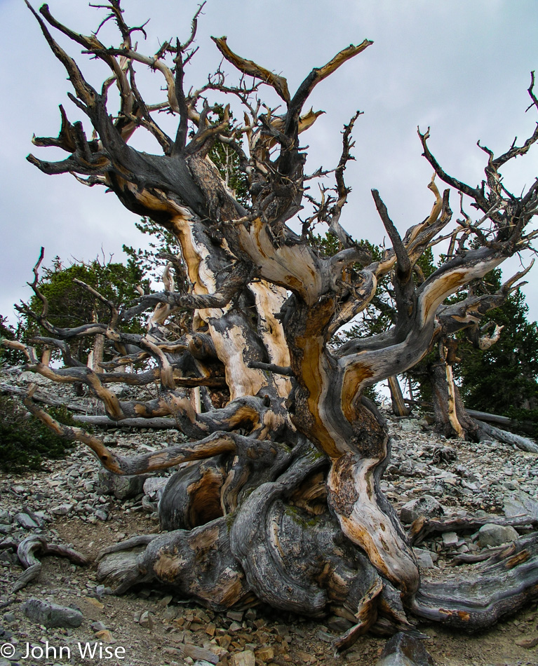 Bristle Cone Pine Tree in the Great Basin National Park Nevada
