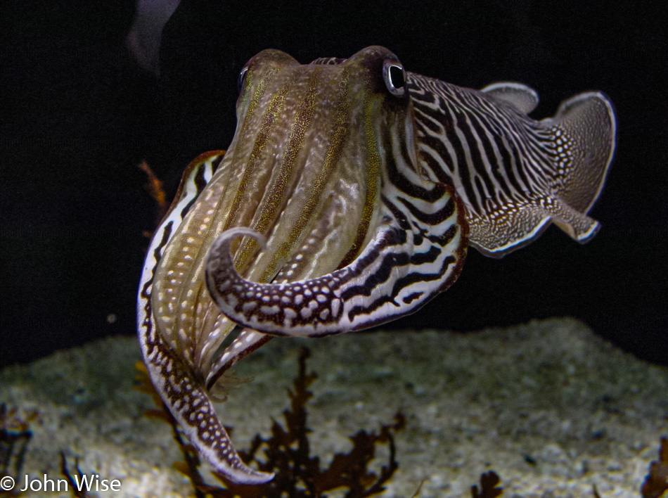 Cuttlefish at Monterey Bay Aquarium in Monterey California
