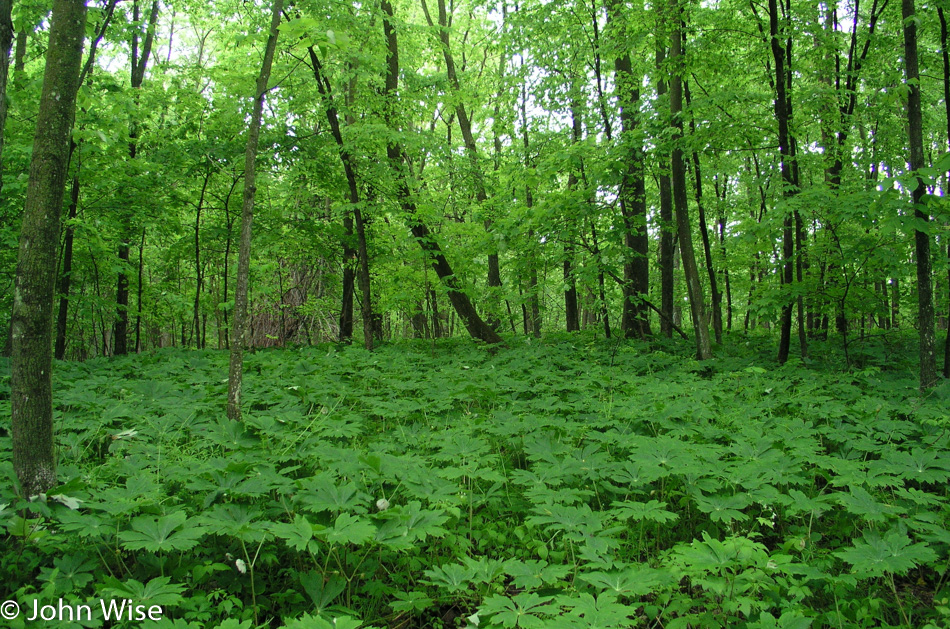 Effigy Mounds National Monument in Harpers Ferry Iowa