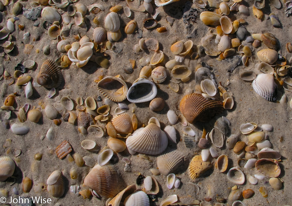 Shells on a Florida beach in 2005