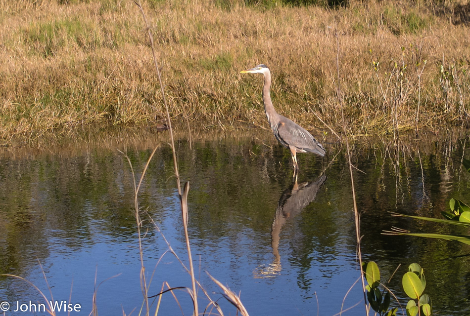 Merritt Wildlife Refuge in Florida