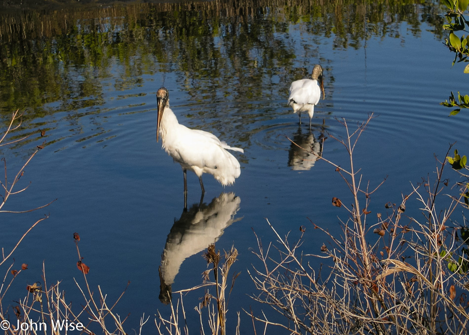 Merritt Wildlife Refuge in Florida