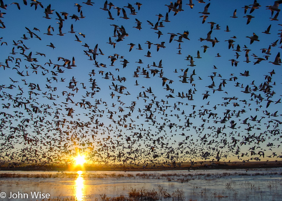 Geese flyout at Bosque Del Apache National Wildlife Refuge in New Mexico