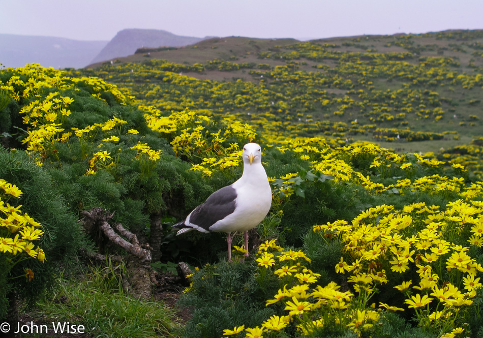 Giant Coreopsis in bloom on Anacapa Island in California
