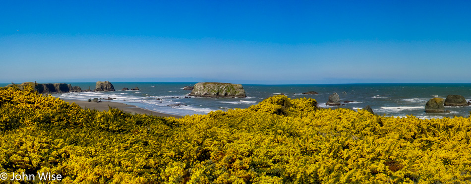 Gorse near Bandon Oregon