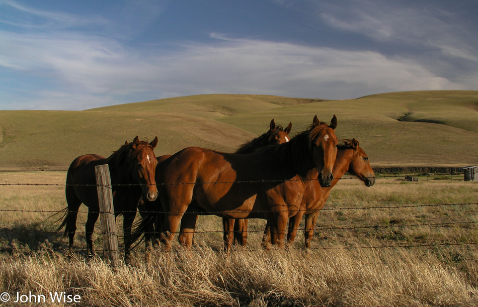 Horses near the Columbia River Gorge in Oregon