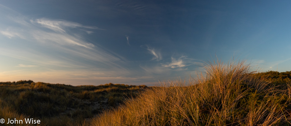 Shore grass at sunset in Bandon, Oregon