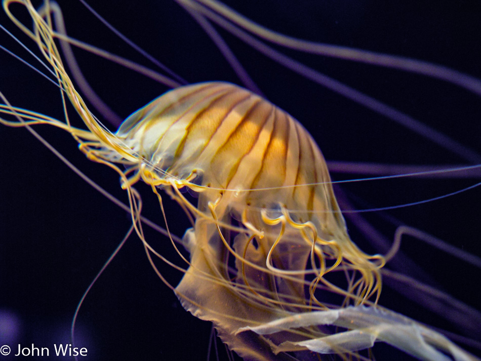 Jellyfish at Monterey Bay Aquarium in California