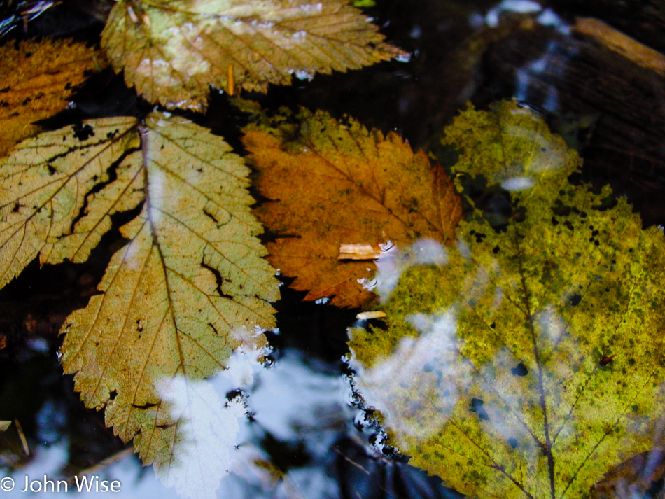 Leaves in Fern Canyon at Prairie Creek Redwoods State Park in California