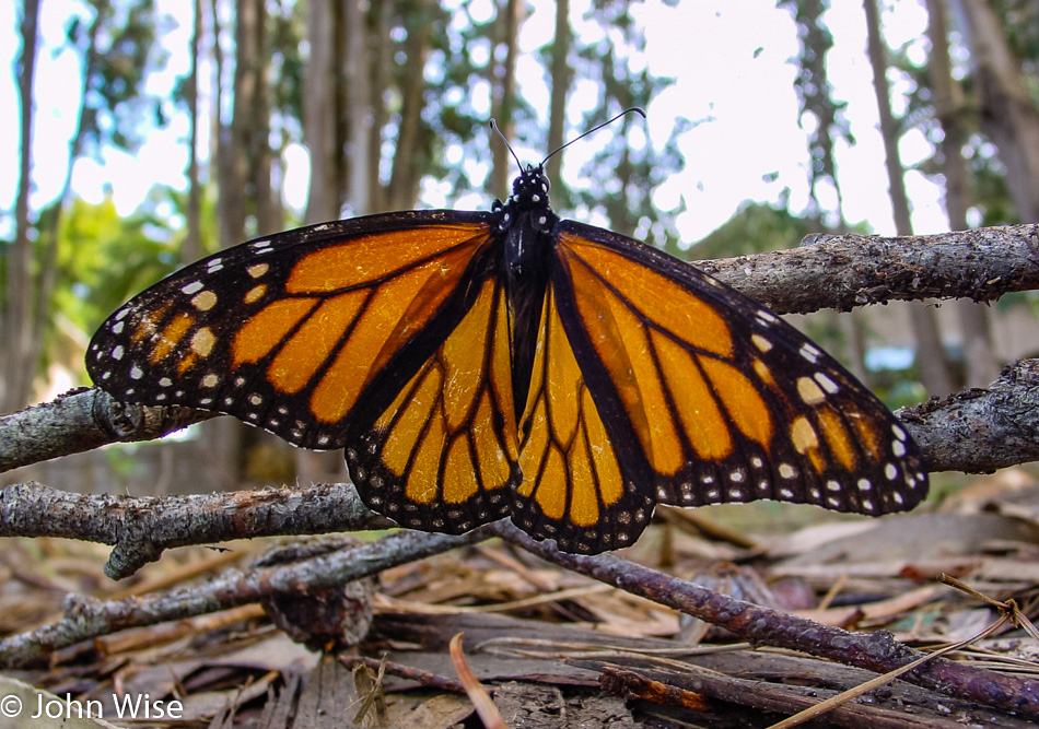 Monarch Butterfly at Pacific Grove California